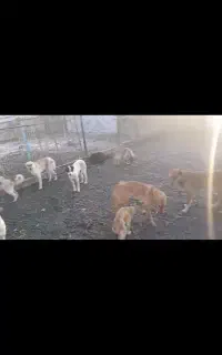 سگهای بلاصاحب