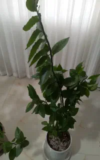 قابلمه وماهیتابه دست دوم میخوام