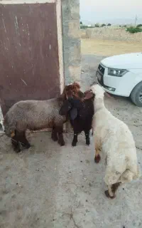 بره فروشی