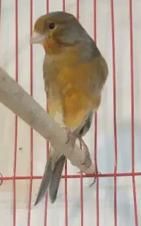قناری مست نر ماده اماده