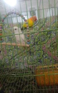 یک جفت کوتوله فروشی