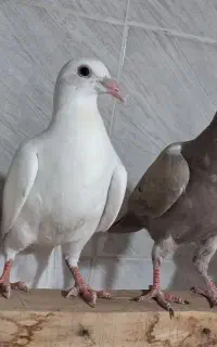 کبوتر مغلف هفت رنگ