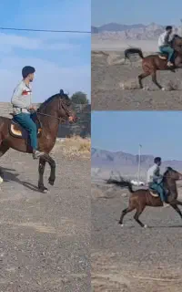 سواری کردن اسب