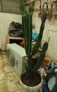 کاکتوس 1.75 متری با گلدان