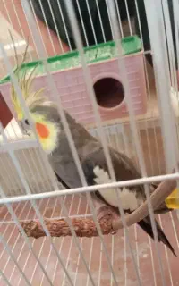 عروس هلندی کاملا سالم و سرحال معاوضه میکنم