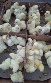 جوجه گلپایگان گردن‌لخت‌ کاکلی رنگی