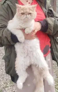 گربه پرشین بالغ