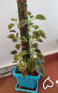 گل و گیاه طبیعی