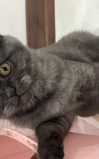 گربه اسکاتیش فولد