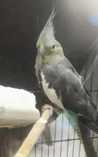 گمشده به نام اکبر
