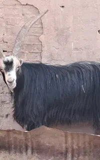 نربز میش بره بز بزغاله