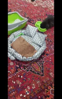 لوازم خانگی و گربه ملوس