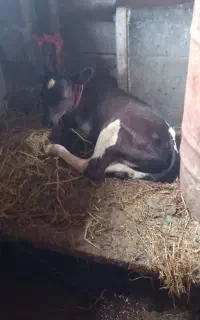 گاو باگوساله ماده