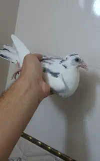 جوجه کبوتر سفید خارجی