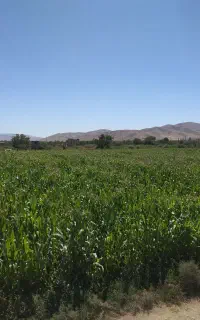 ذرت علوفه ای