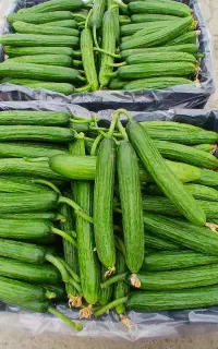 نیازمند چند کارگر بومی خانم برای چیدن خیار گلخانه