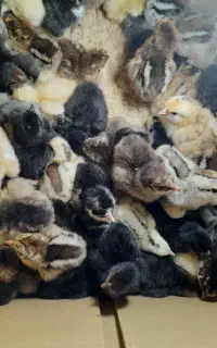 انواع جوجه محلی و   پاپر و  غیره