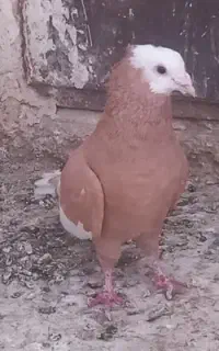 کبوتر دم سفید