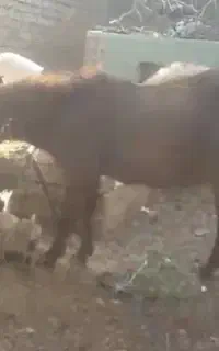 چپش اصیل پاکستانی چکی