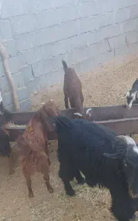 فروش کهره