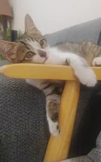 بچه گربه دو نیم ماهه
