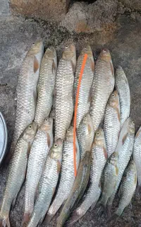 ماهی رودخونه پاک کرده
