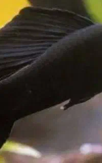 ماهی اکواریوم...معاوضه با پرنده