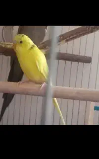 مرغ عشق نر سه ماهه