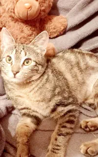 بچه گربه واگذاری