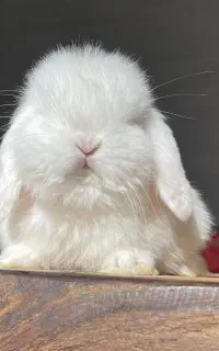 خرگوش لوپ نژاد ترکیش اصیل