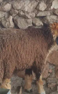 فروش بره قوچی