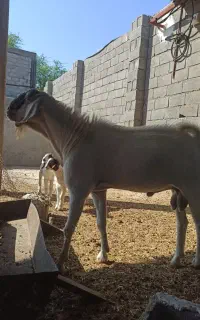 پازن درجه یک