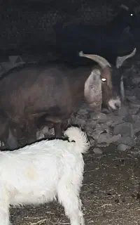 یک عددبزخوب جنس بشرط شیردهی