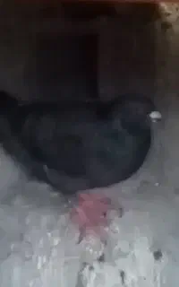 فروش کبوتربغدادی اصلی