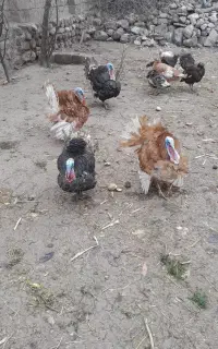 با هم دوتای