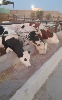 گاو نژاد مونت بیلیارد