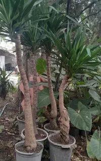 یوکا و کاکتوس