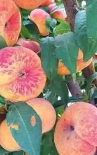 آغاز پیشفروش نهال هلو انجیری پلنگی