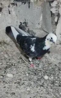 کبوتر رفتنی