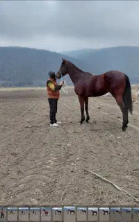 نریان تروبرد