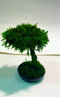 درختچه دکوری