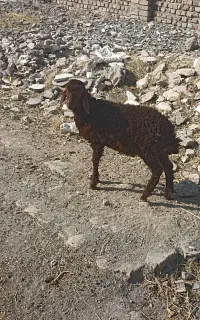 یک عدد بره نره