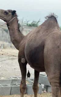 شترنرآرام