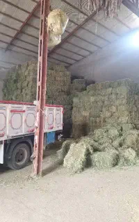 یونجه مخصوص گاو گوسفند