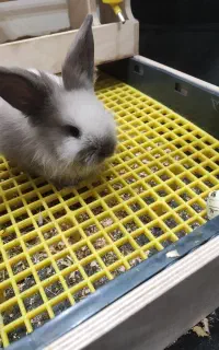 خرگوش لوپ هلندی مینیاتوری همراه با وسایل