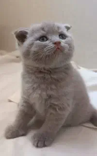 نژاد اسکاتیش دبل فولد short hair رنگ لیلاک