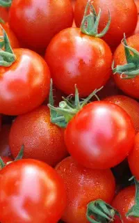 جویای کار در کارخانه رب گوجه