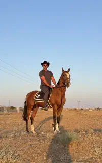 اسب سیلمی ترکمن پرشی