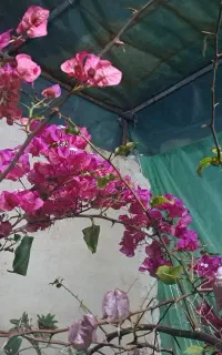 گل کاغذی بزرگ