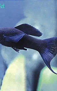 مولی مشکی دم عقربی نر گاوی آلیام